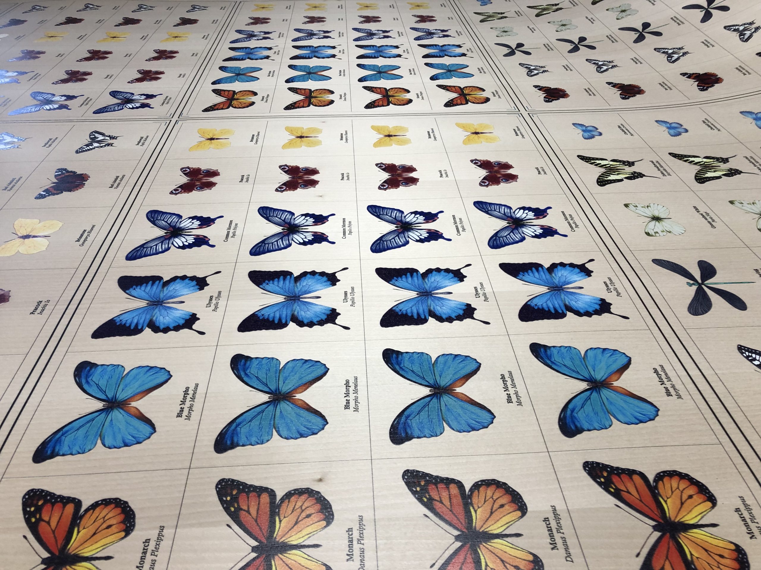 Butterflies printed on wood veneer