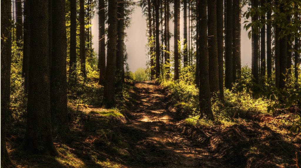 trees, forest, forest path-3410846.jpg