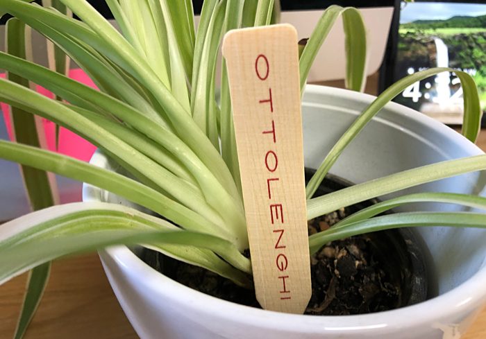 Bamboo printed wooden plant stick